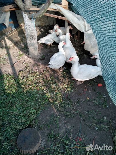 Селезни французкой мускусной утки