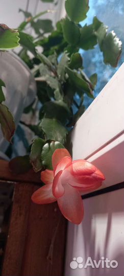 Декабрист шлюмбергера