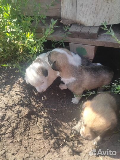 Собака в дар