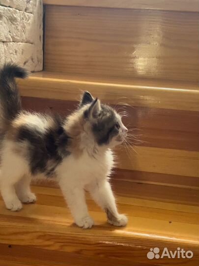 Котенок бесплатно