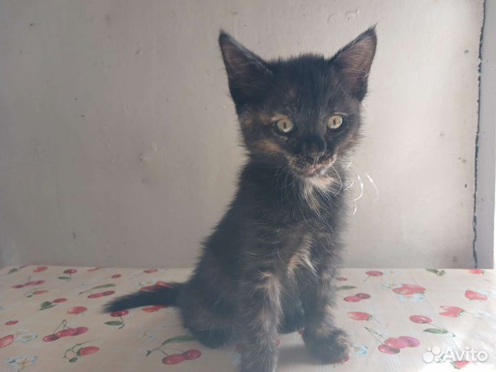 Трехшерстный котенок
