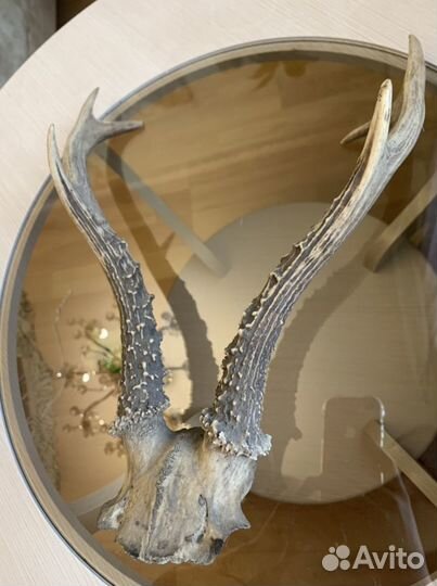 Рога горной косули