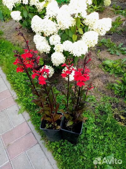 Лобелия Королева Виктория