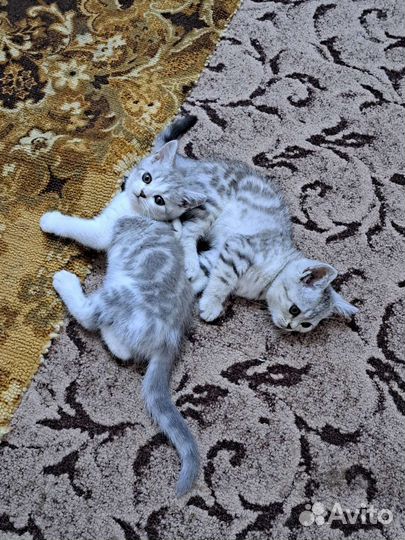 Британские котята