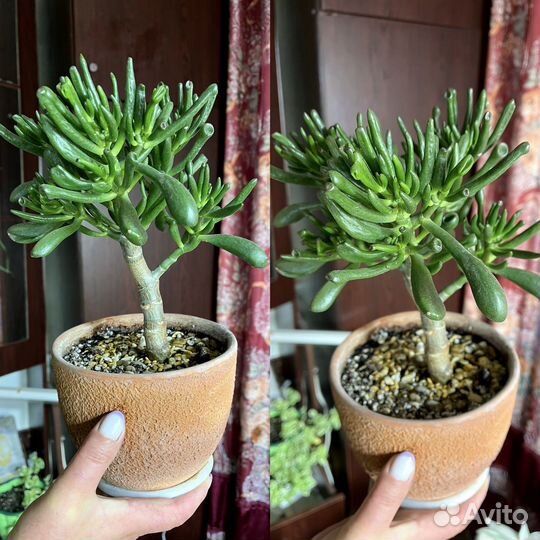 Крассула хоббит