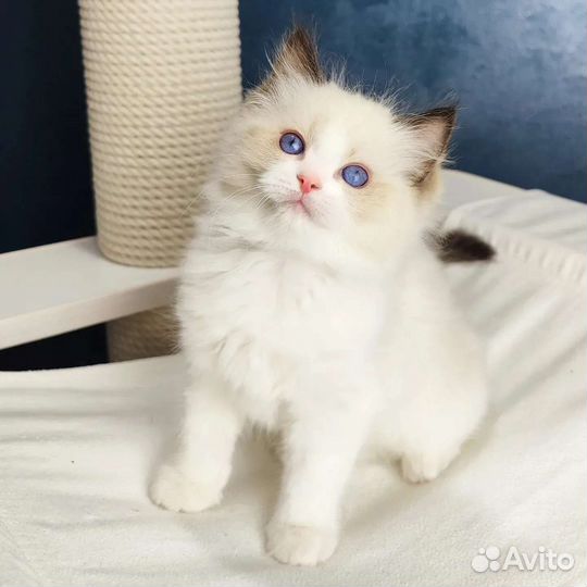 Bond, рэгдолл с родословной