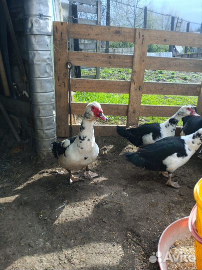 Селезень индоутки