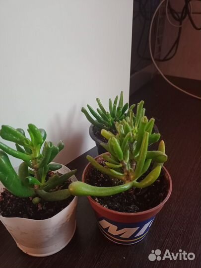 Красула Хоббит (денежное дерево)