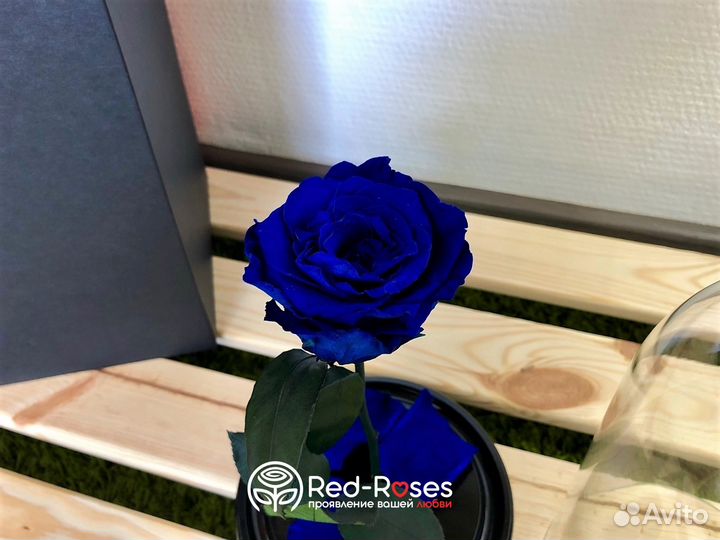 Вечная роза 23 см