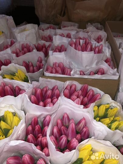 Тюльпаны к 8 марта