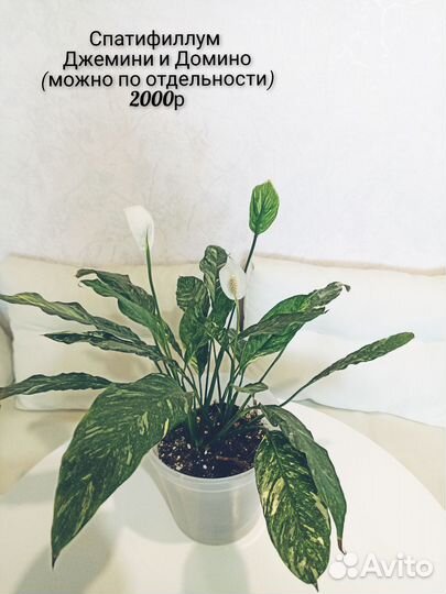 Цветы в подарок