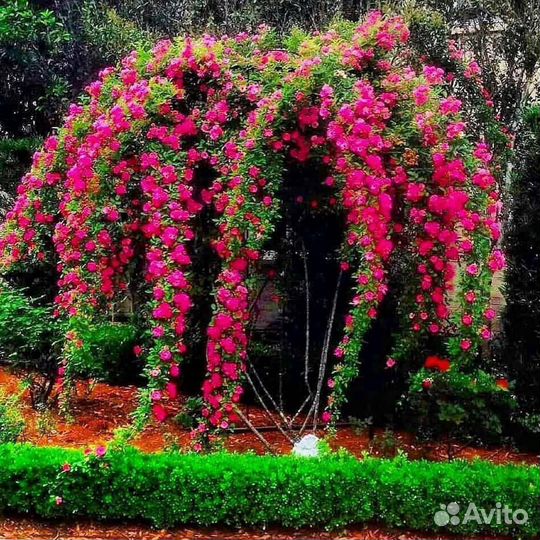 Роза плетистая Жемчужина