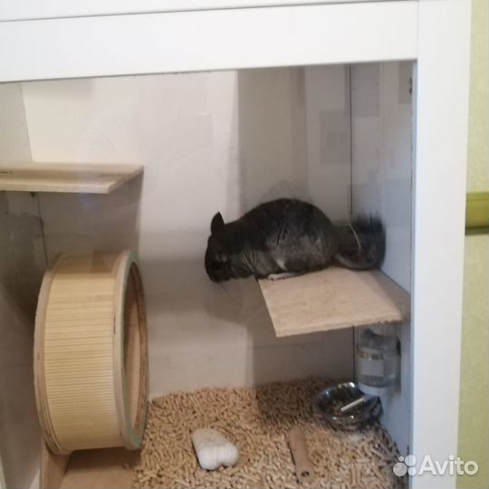 Продам шиншилу вместе с витриной