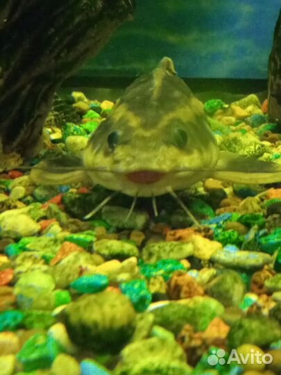 Аквариум с рыбками
