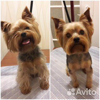 Груминг собак,стрижка собак, чистка Зубов