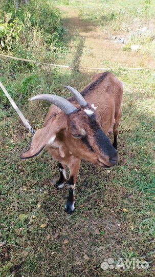 Коза нубийская