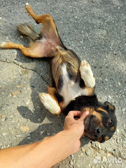 Маленькая собака в добрые руки