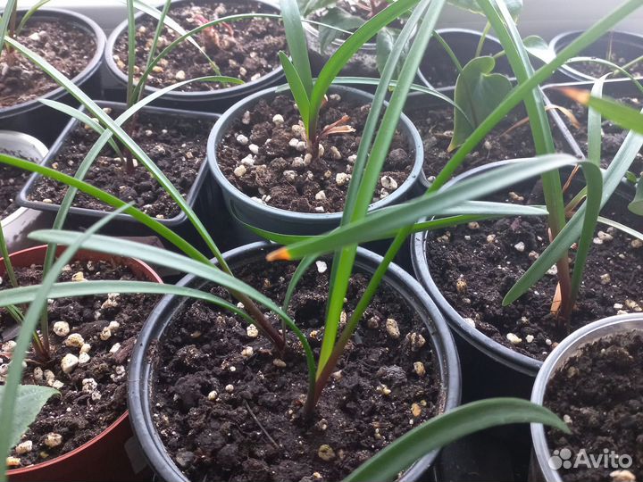 Комнатные цветы Лилия Валлота