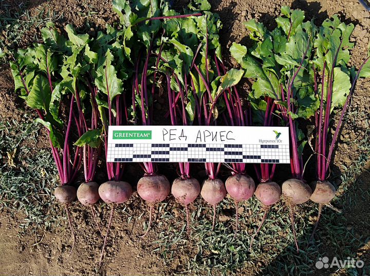 Семена свеклы столовой Ред Ариес F1