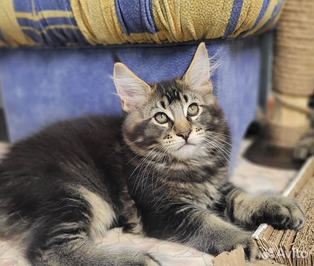 Котята мейн-кун