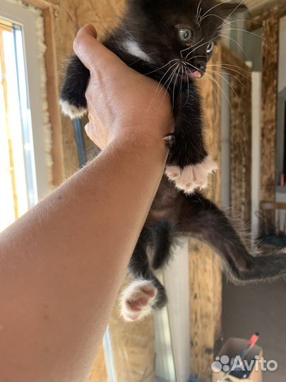 Котятки в добрые руки