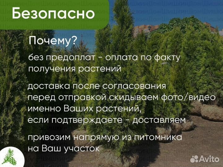 Туя Смарагд 1,5м от 15шт. Доставка