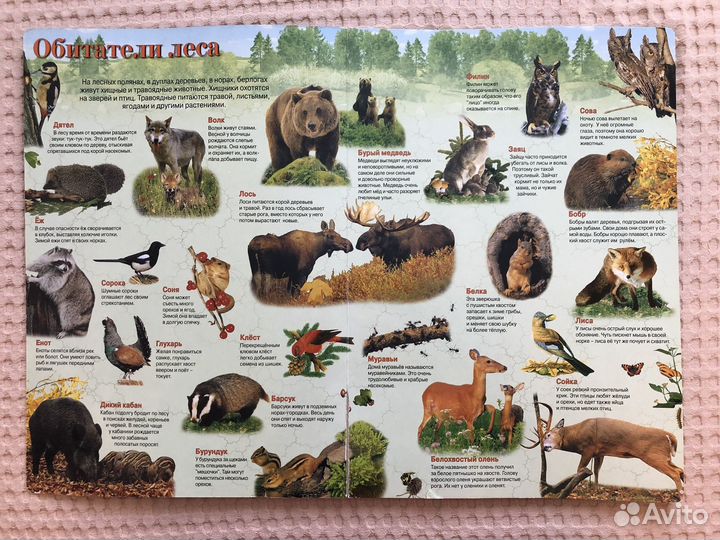 Книга детская Мир животных