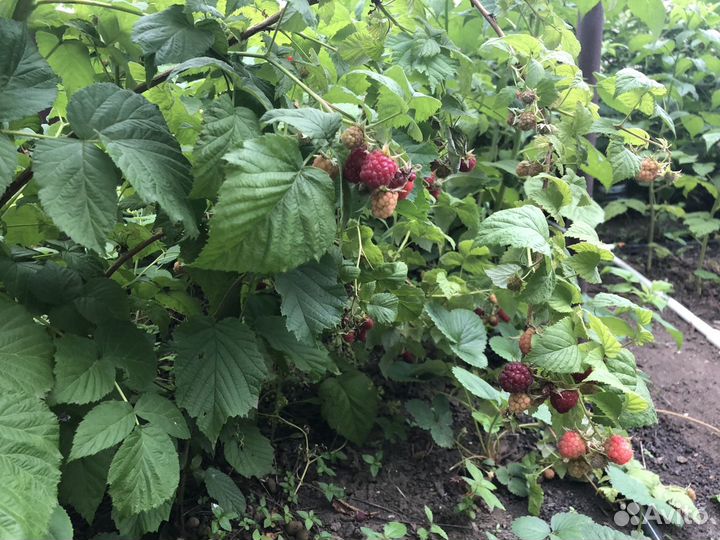 Рассада Малины