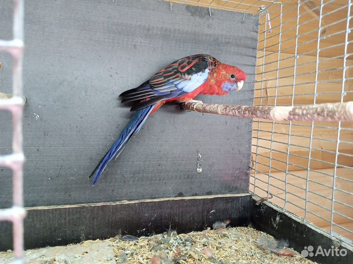 Попугай розелла