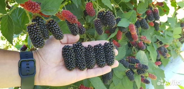 Ежевика Карака Блэк в горшке зкс