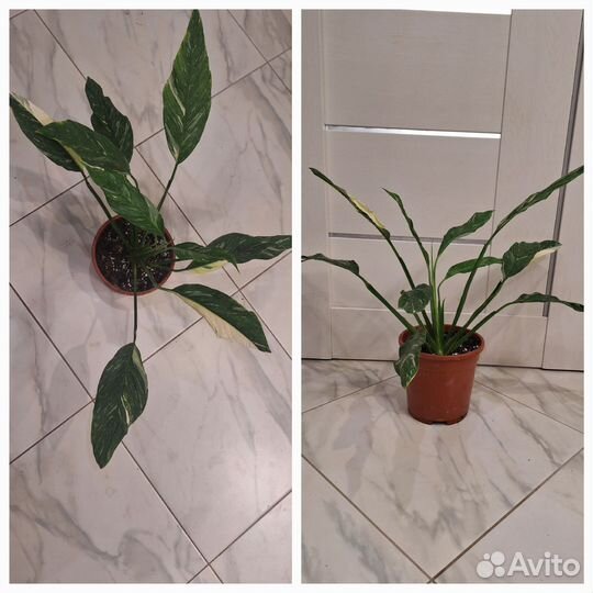 Спитифиллум вариегатный Даймонд (Женское счастье)