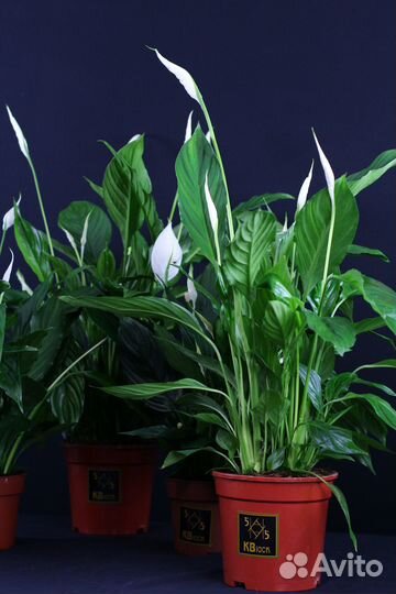 Комнатные цветы \ Комнатные растения