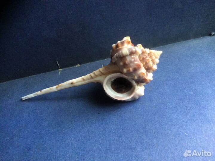 Морская раковина Haustellum vicdani 105.9 мм