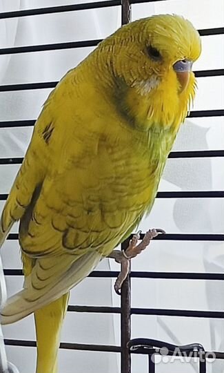 Ввп Чех Волнистый Попугай