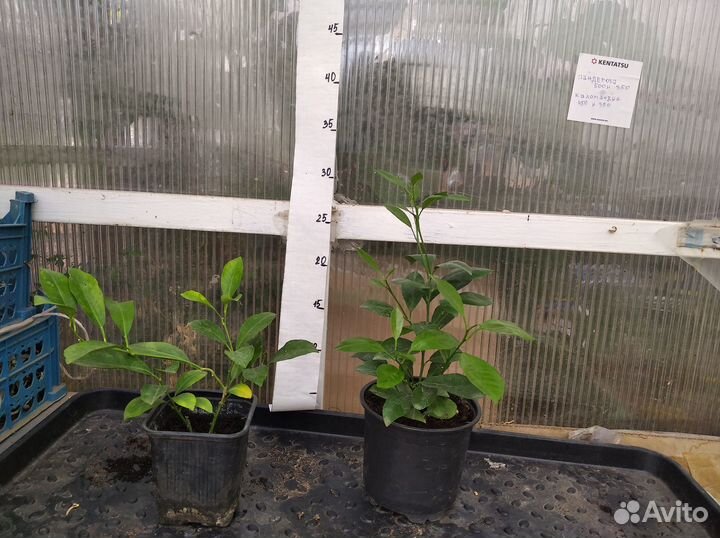 Растения комнатные и цитрусы