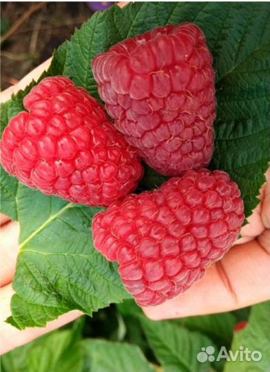 Малина Поклон Казакову ремонтантная