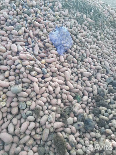 Морковь,картофель