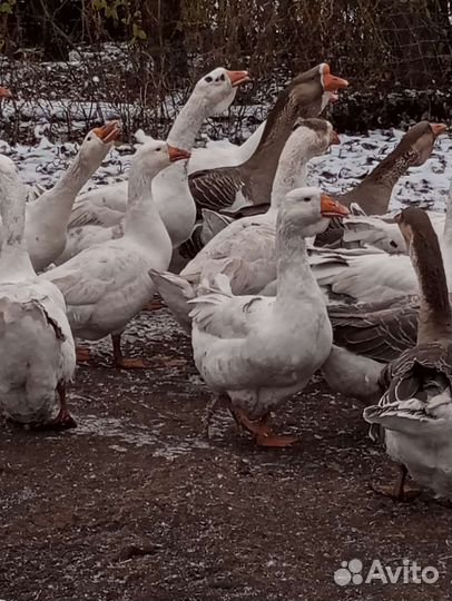 Гусьи Холмогоры и помес Линда и крупный серый