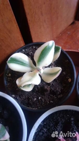 Красула вариегатная