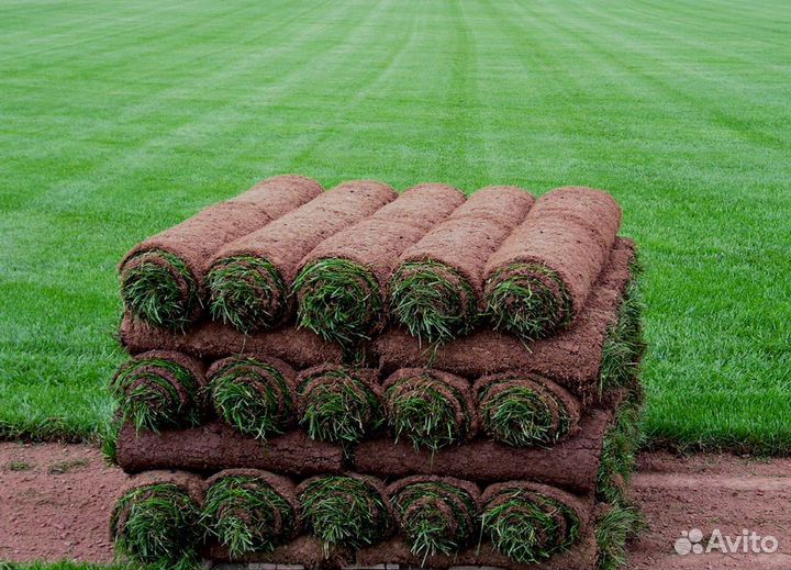 Рулонный газон под ключ