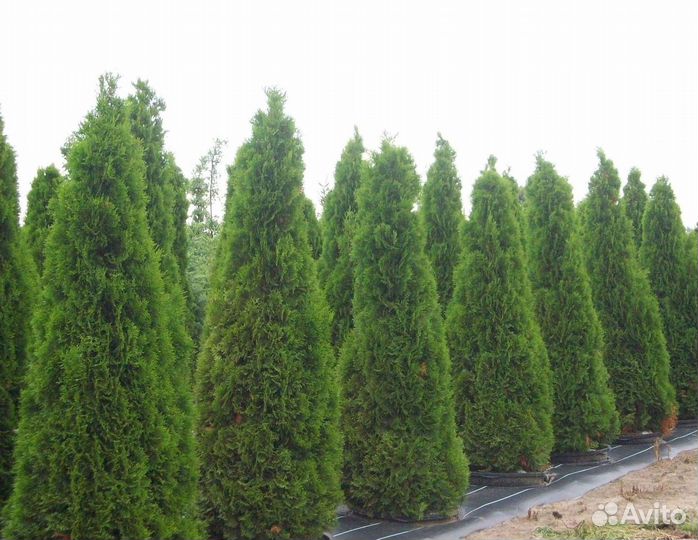 Туя колумна