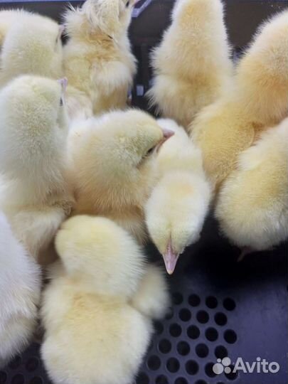 Бройлер подрощенный и