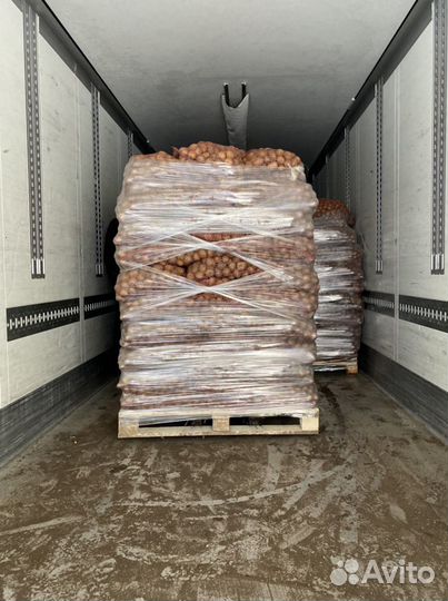 Семенной картофель-Коломбо,Ривьера