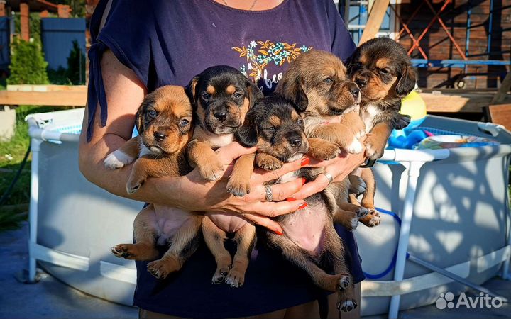 Щенки бигля