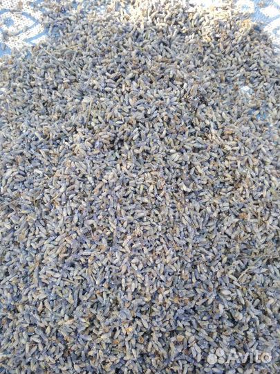 Лаванда сухая 2023