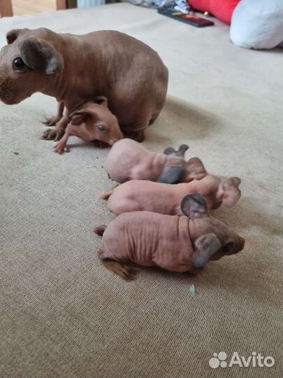 Морская свинка скинни