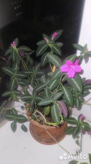 Руэллии Макойя и Портелла