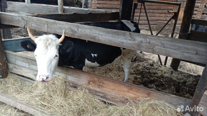 Корова стельная