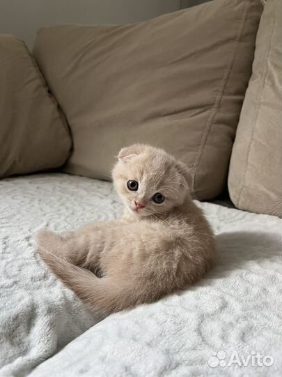 Вислоухий кот