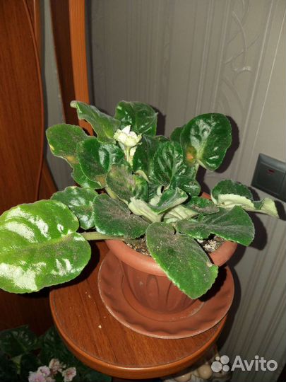 Фиалка в горшках